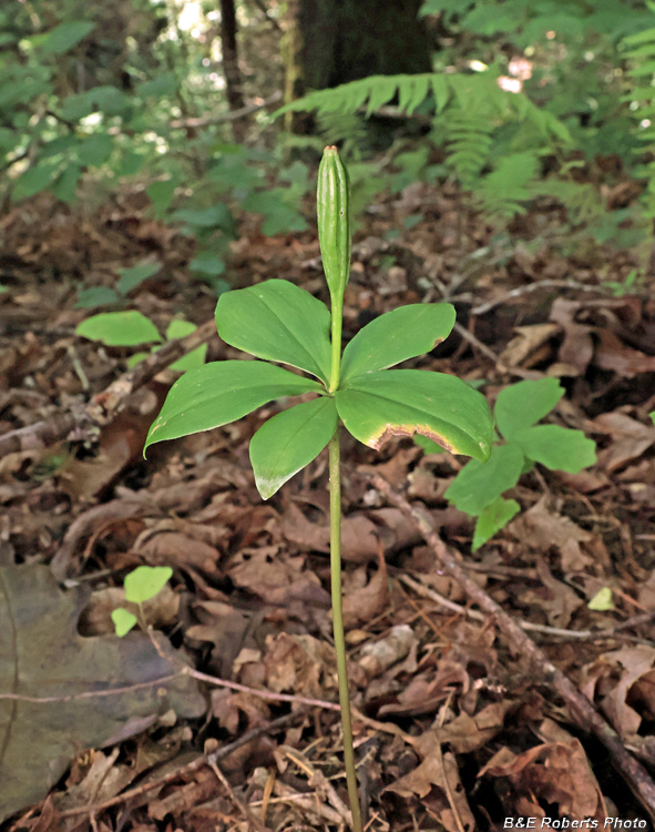 Large_Pogonia