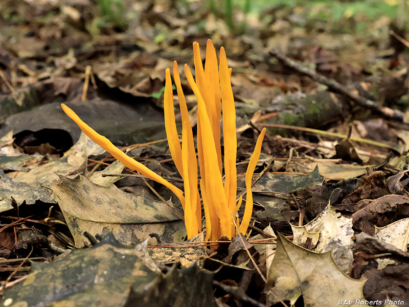 Clavulinopsis_Spindle_Fungi