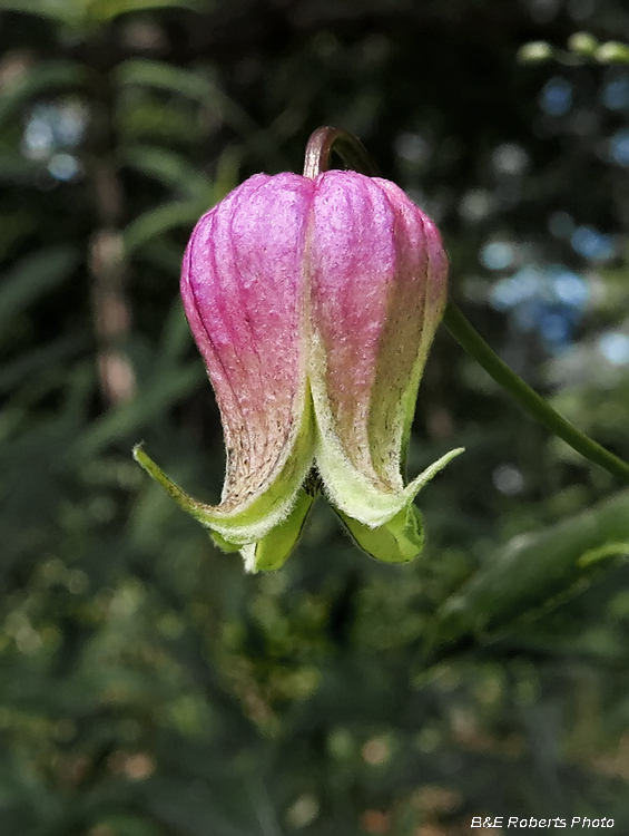 Clematis