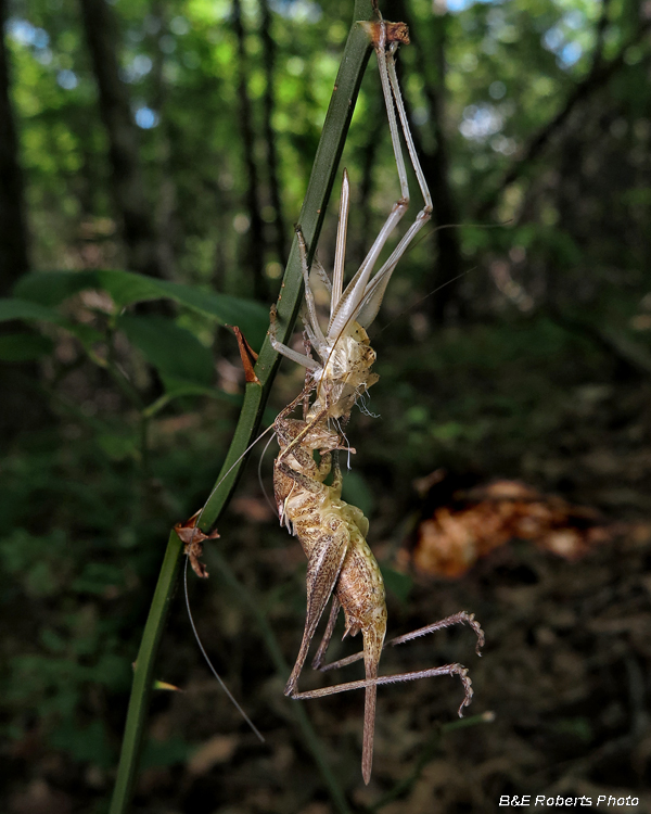 Grasshopper_molt