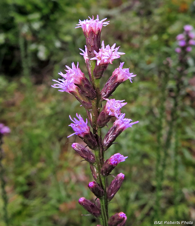 Liatris