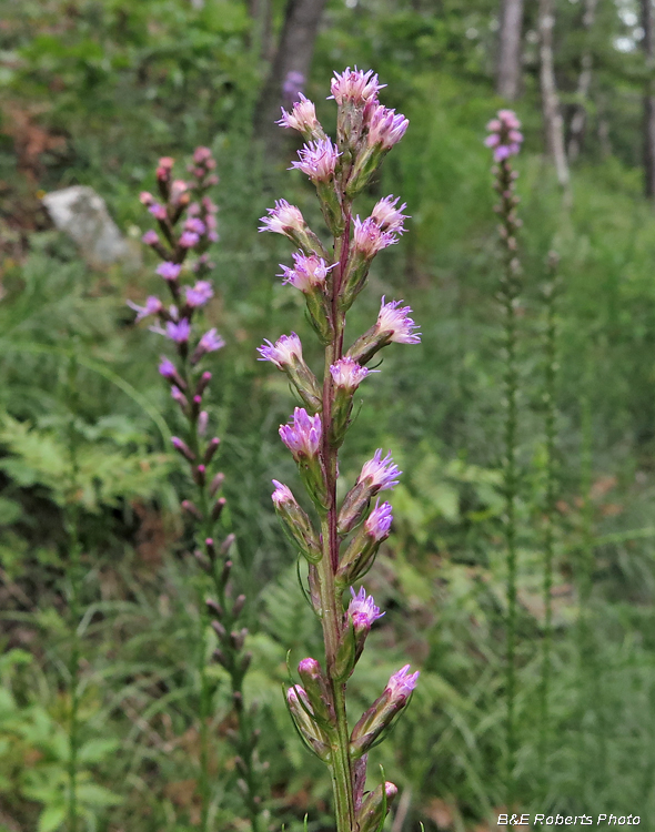 Liatris