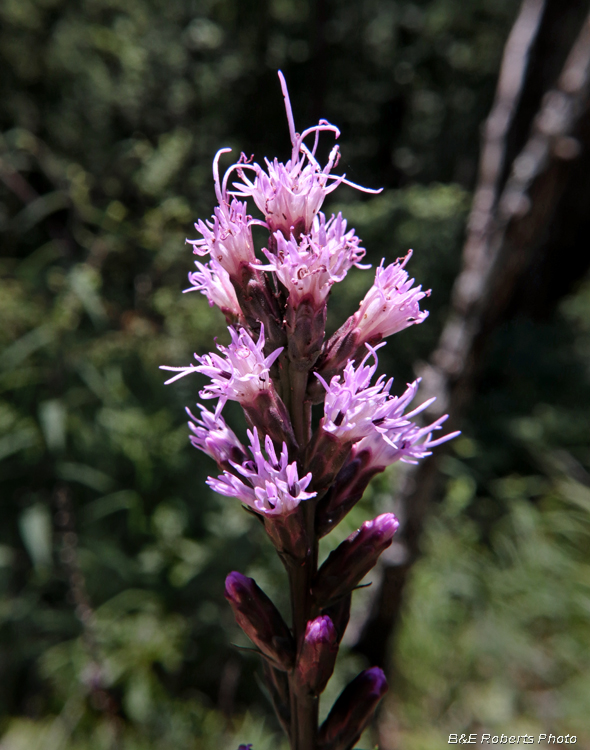 Liatris