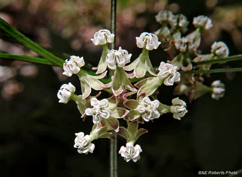 Asclepias_verticillata