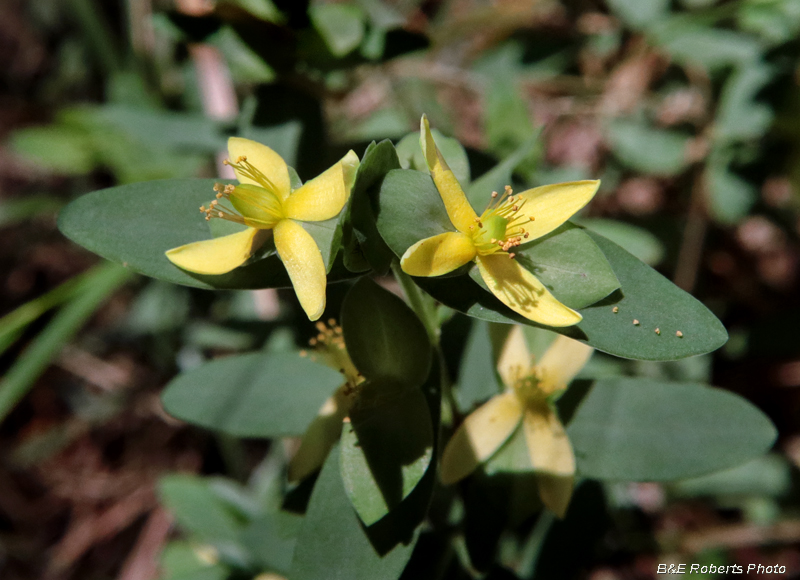 Hypericum_stragulum