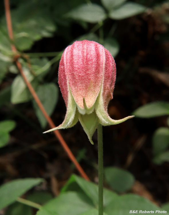 Clematis