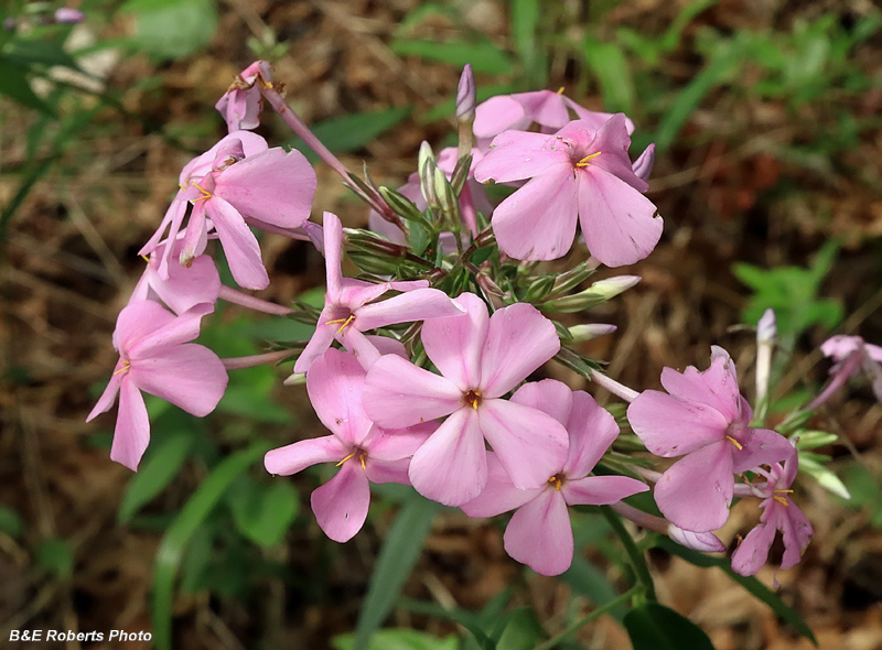 Phlox