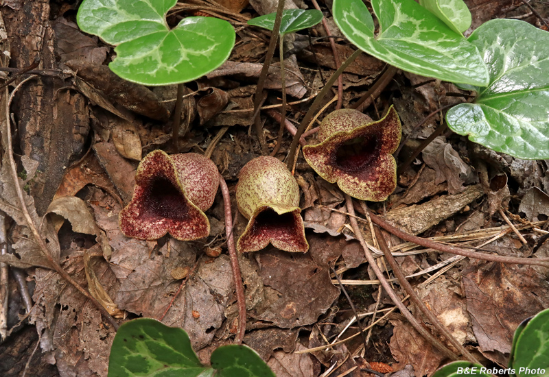 Asarum