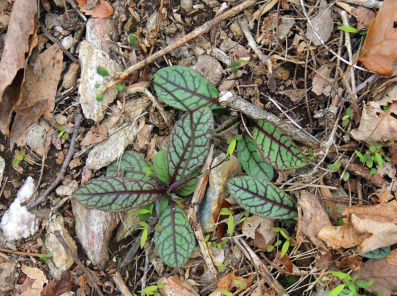 Rattlesnake_Hawkweed