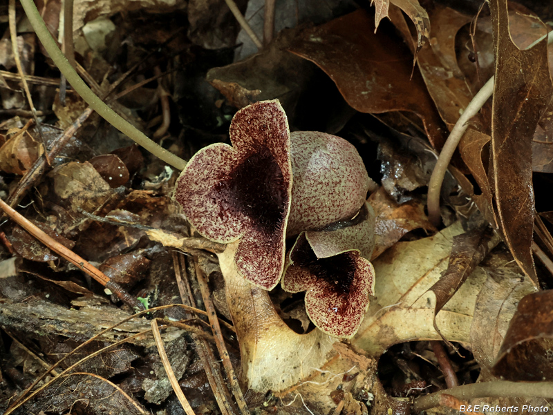 Asarum_shuttleworthii