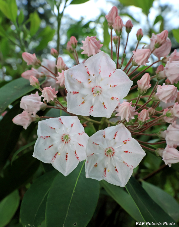 Mountain_laurel
