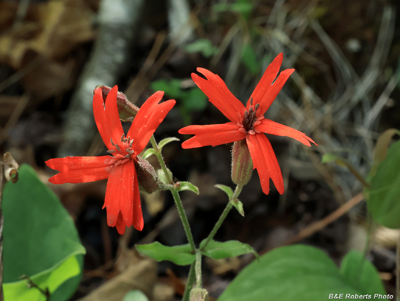 Silene