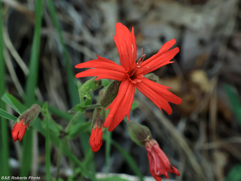 Silene