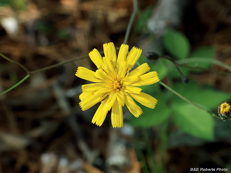 Rattlesnake_Hawkweed