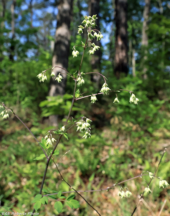 Meadow_Rue
