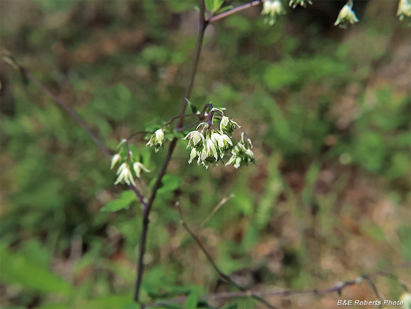 Meadow_Rue