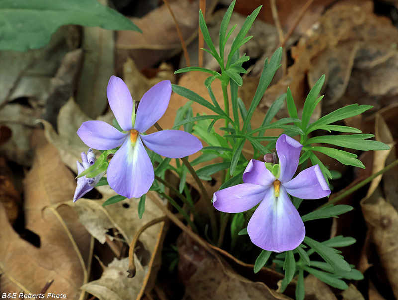 BirdsFoot_Violet