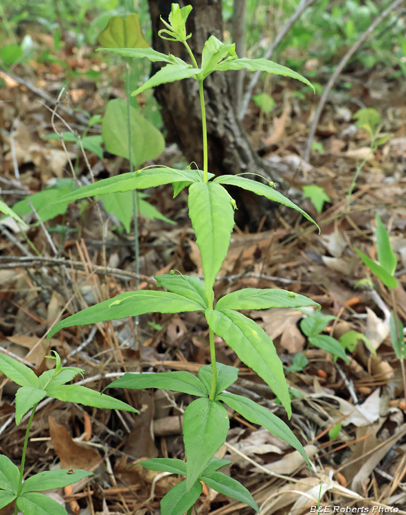 Whorled_Loosestrife