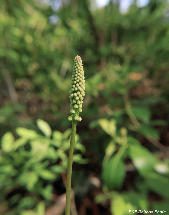 Galax