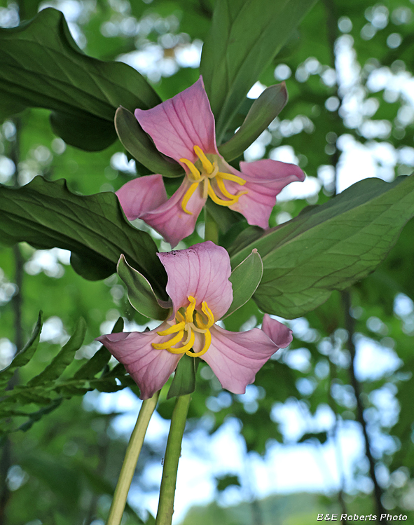 Catesby_Trilliums