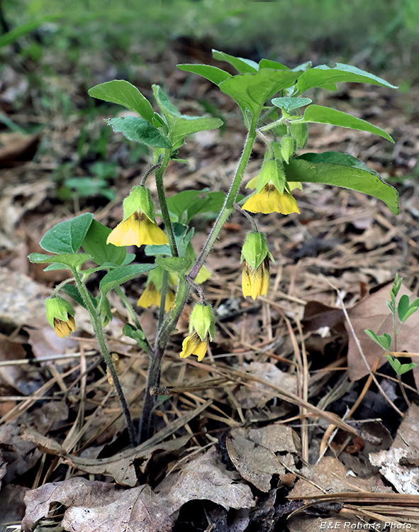 VA_Groundcherry-Physalis