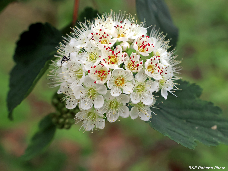 Ninebark
