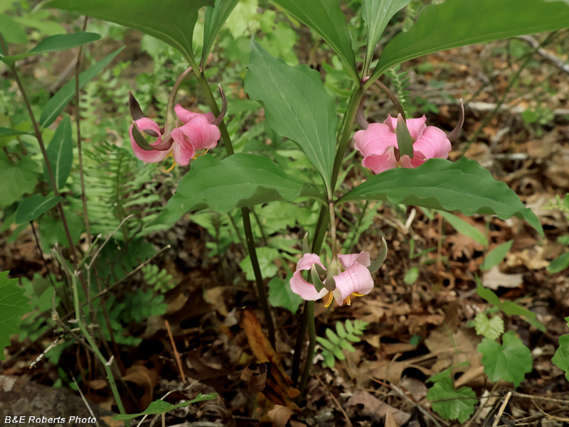 Catesby_Trillium_Trio