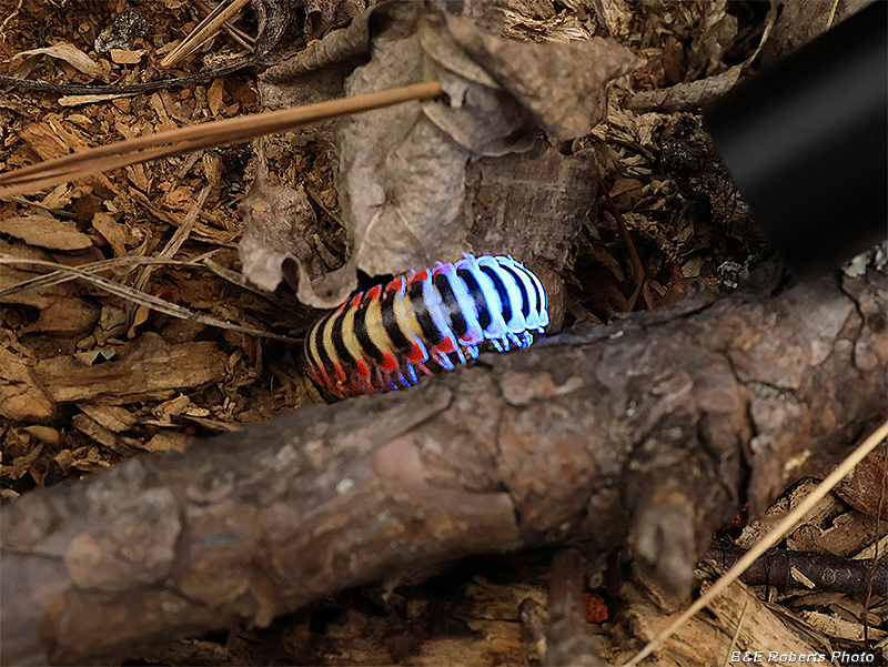UV_Millipede