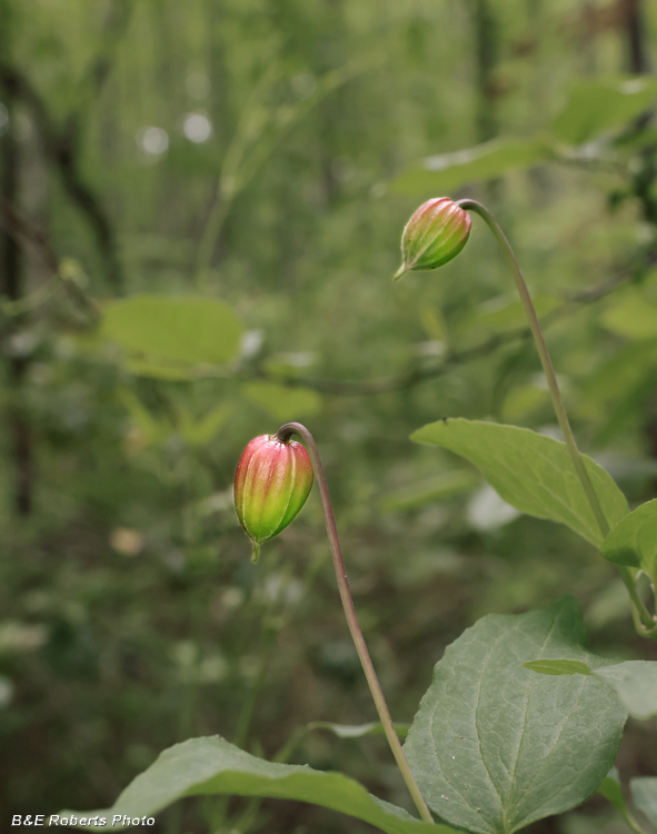 Clematis