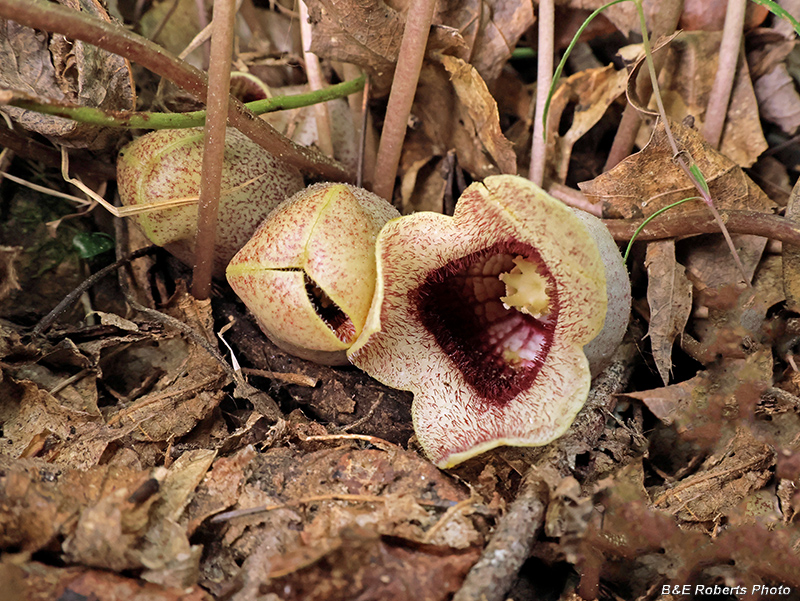 Asarum_shuttleworthii