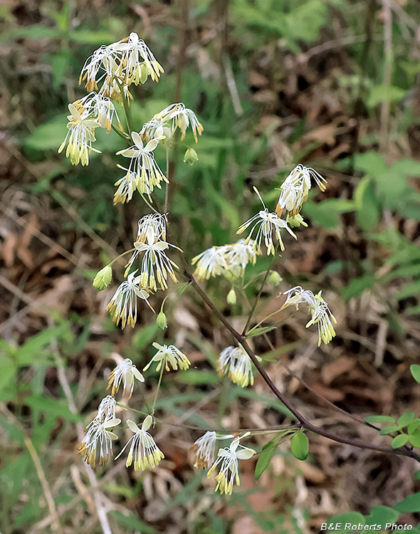 Meadow_Rue