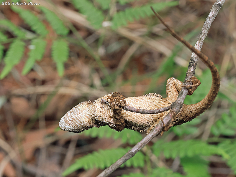 Fence_Lizard