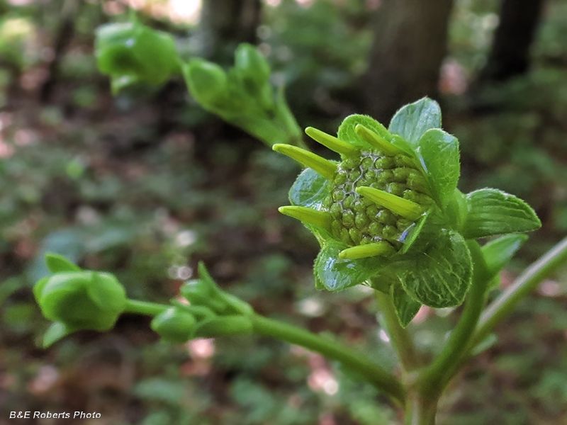 Silphium