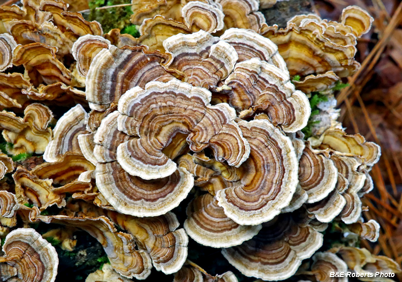 Trametes_versicolor