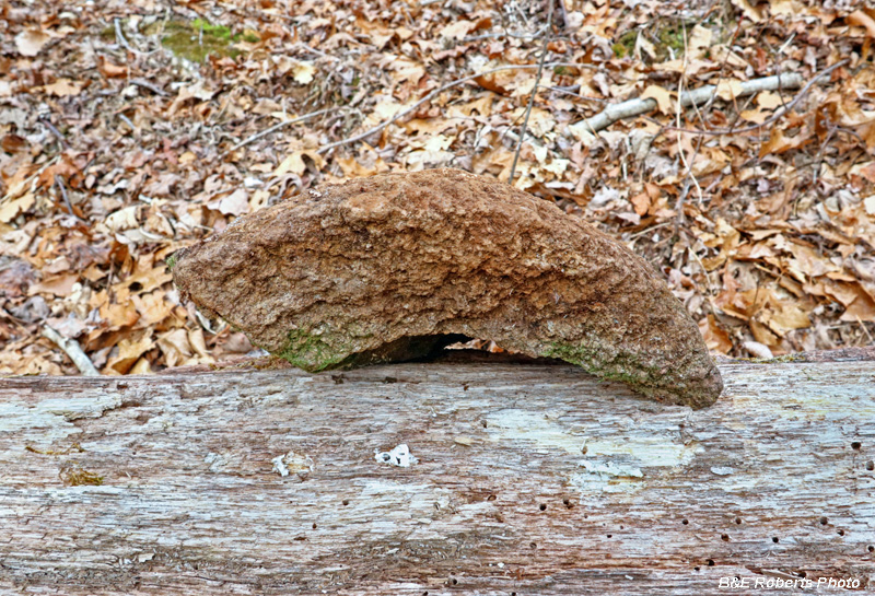 Bowl_fragment