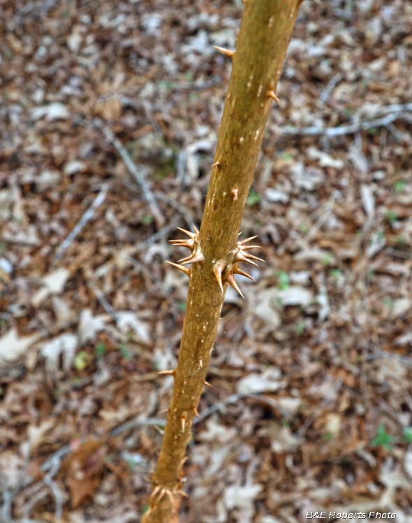 Devils_Walking_Stick