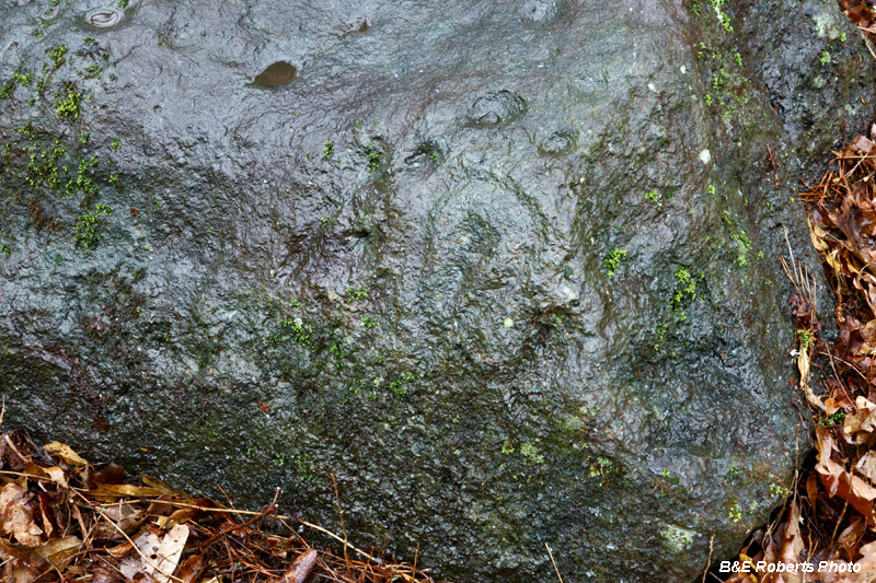 Petroglyphs