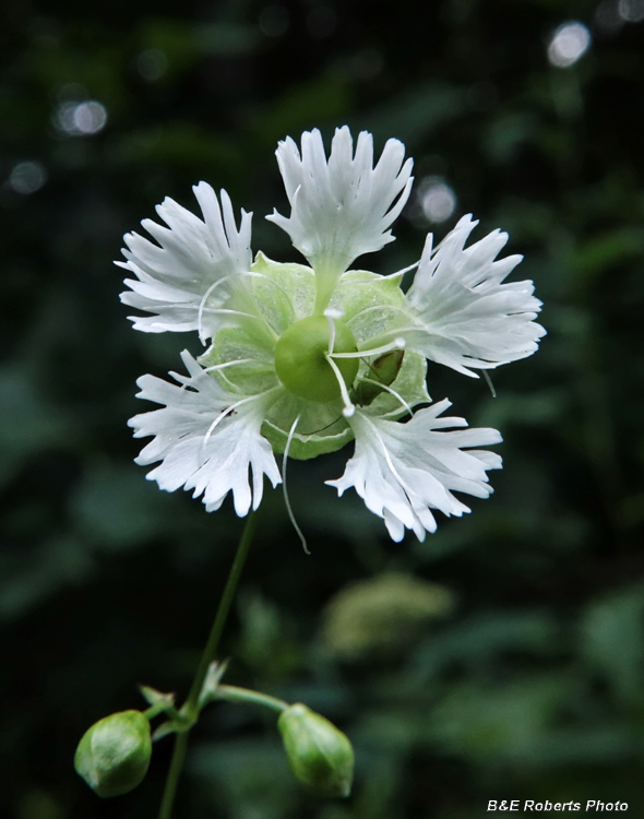 Silene_stellata