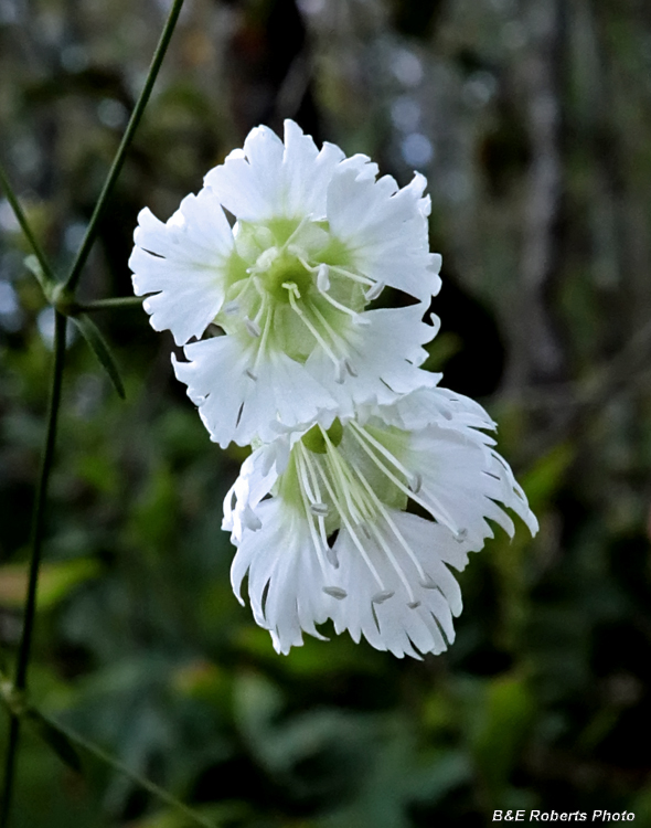 Silene_stellata