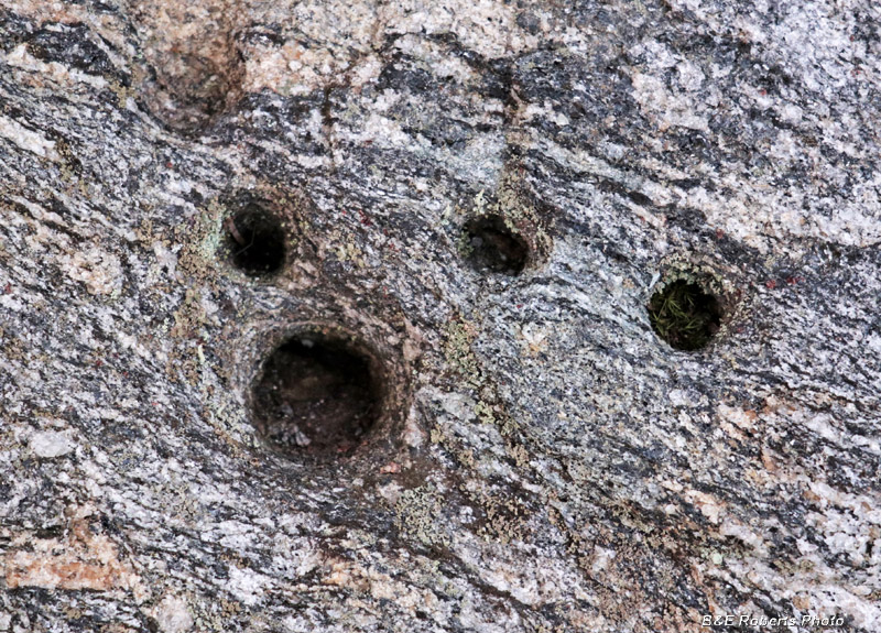 holes_cupules