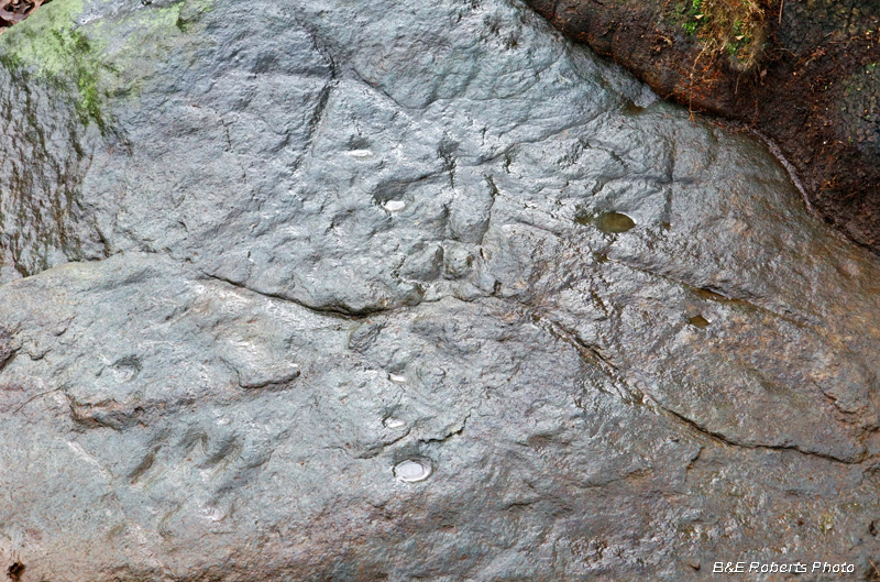 Petroglyph_Rock