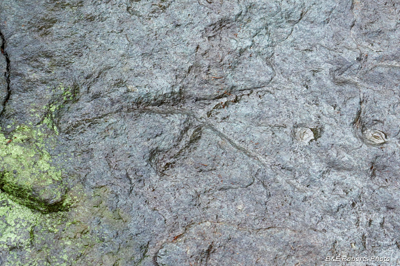 Petroglyph