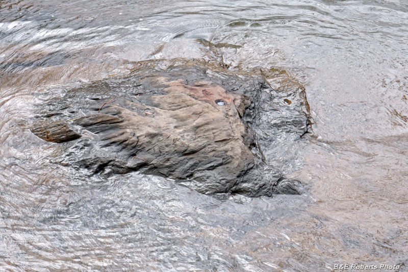 Cupule_rock_in_river