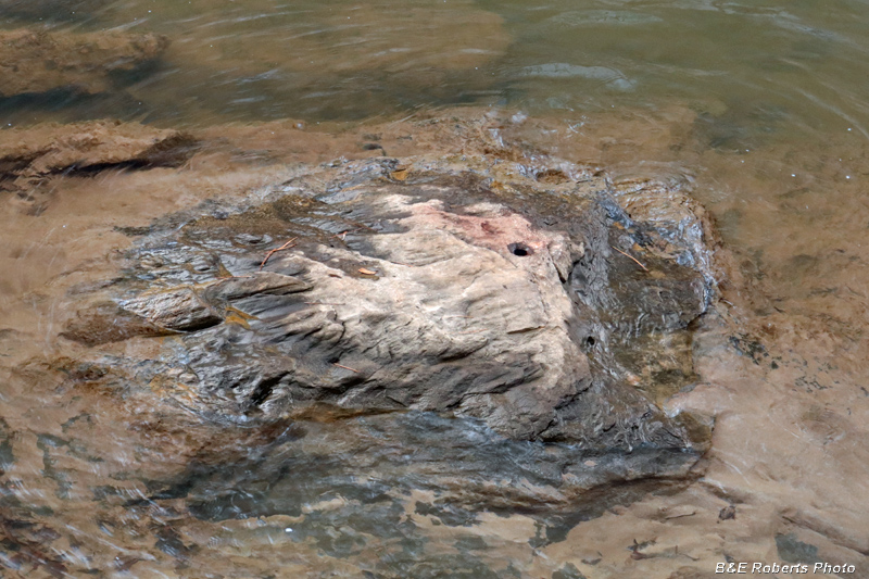 Cupule_rock_in_river