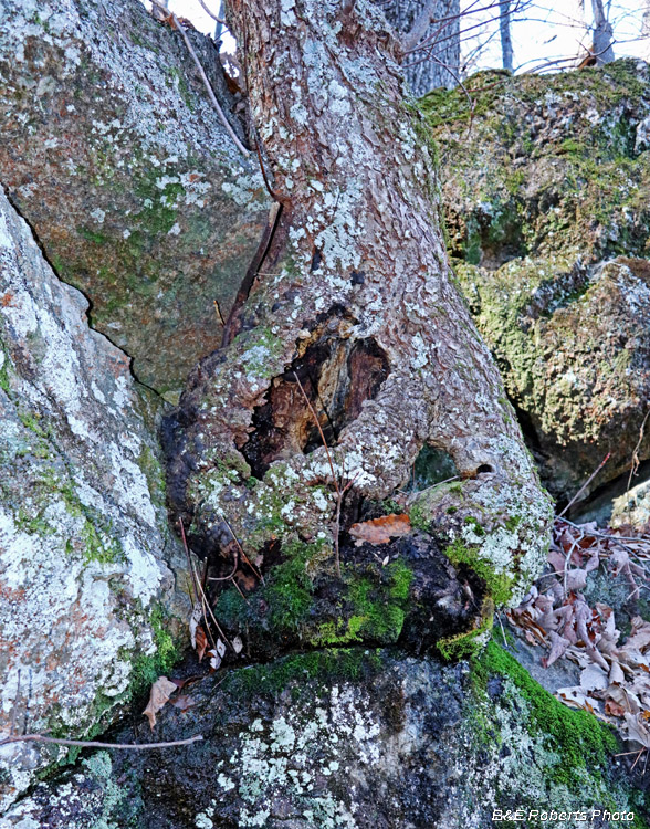 Tree_trunk_roots