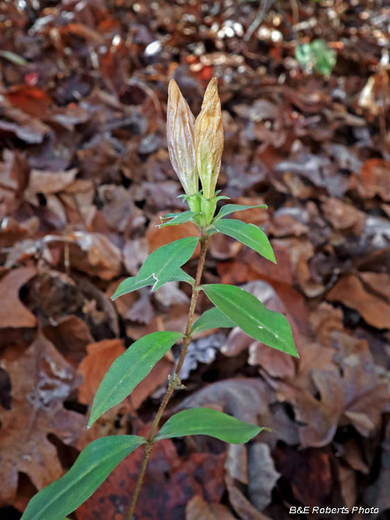 Gentians