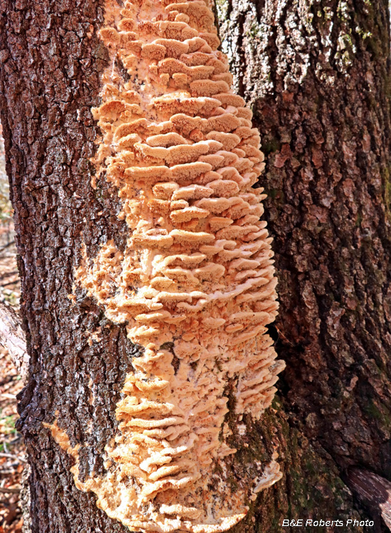 Tree_fungi