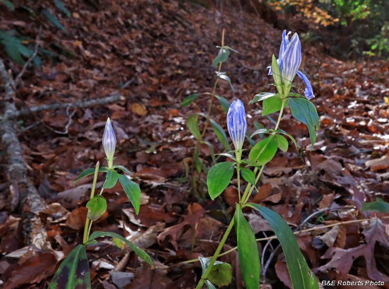 Gentians