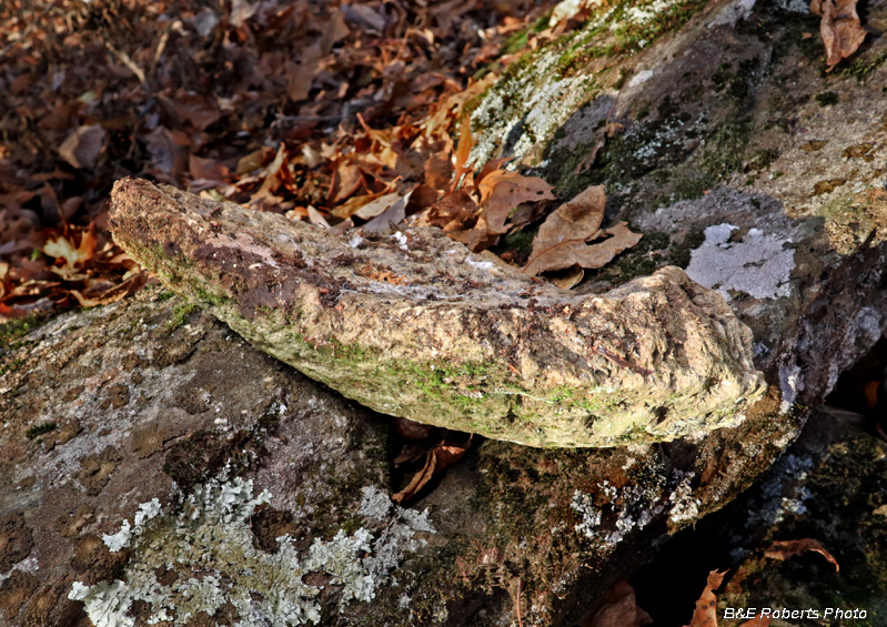 Bowl_fragment