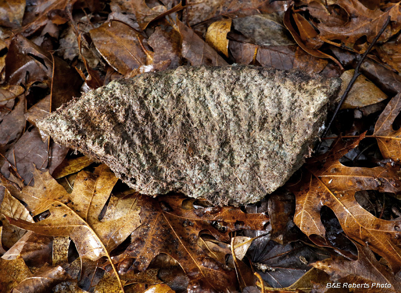 Bowl_fragment